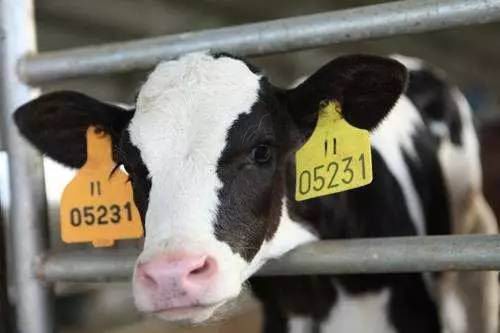Cow ear mark quality inspection