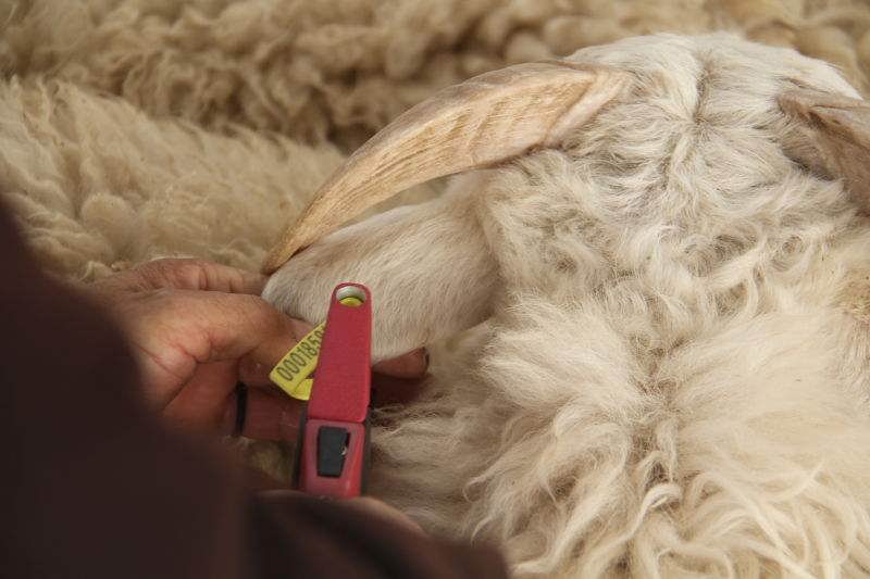 Sheep ear mark quality inspection