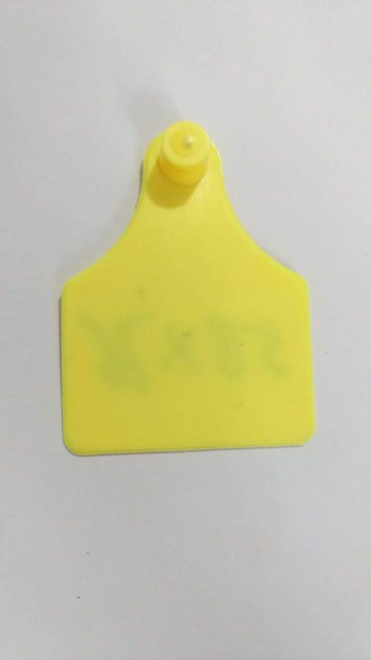 Sealed medium-sized split ear tag