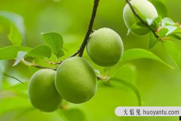 青梅上市的季节，探寻时光中的青梅韵味