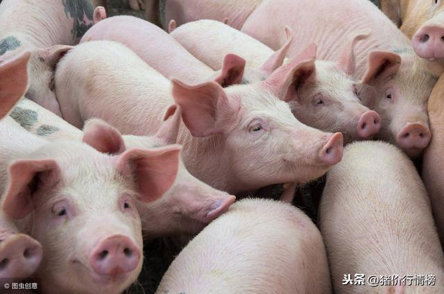 最新猪羔价格分析与市场走势多元观点探讨